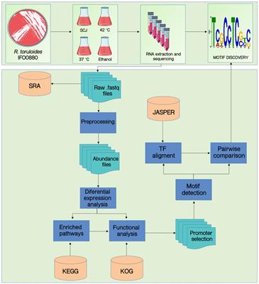Mining novel cis-regulatory elements from the emergent host Rhodosporidium toruloides using transcriptomic data